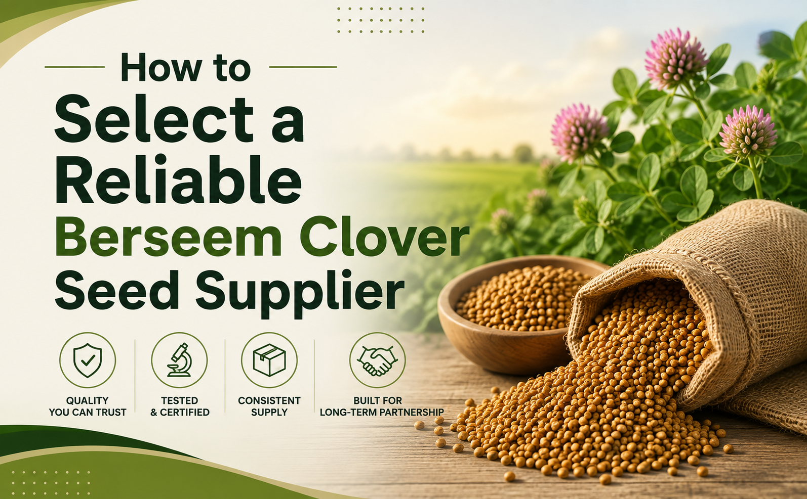 How to Select a Reliable Berseem Clover Seed Supplier